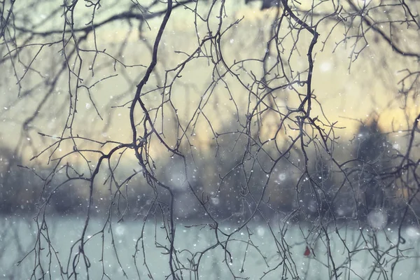 Rami Coperti Con Sfondo Hoarfrost Paesaggio Astratto Neve Inverno Natura — Foto Stock