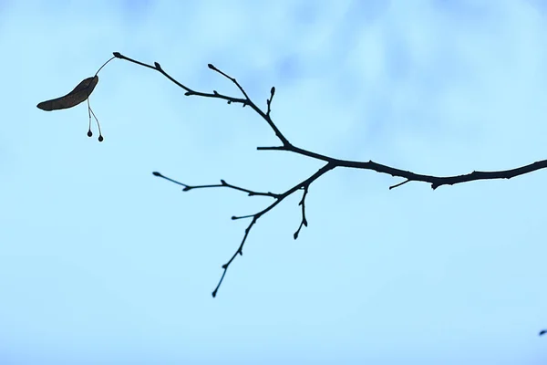 Branches Sans Feuilles Soir Automne Abstrait Fond Saisonnier Tristesse — Photo