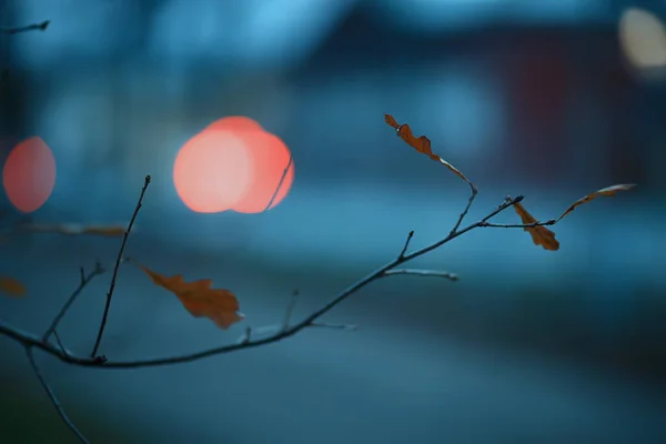 秋の夜枝悲観的な背景抽象的な季節の概念悲しみストレス — ストック写真