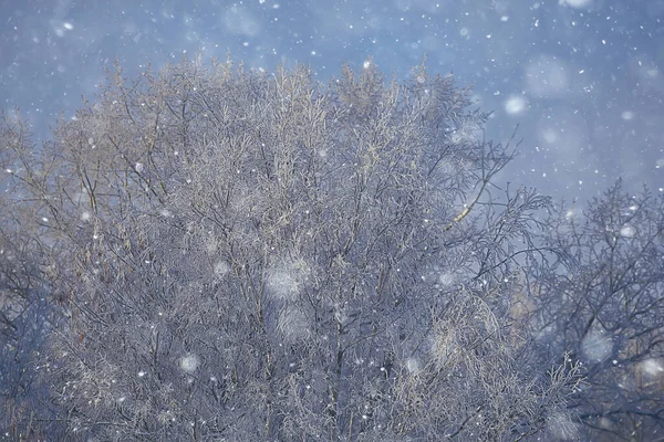가지들에는 서리가 추상적 풍경은 겨울의 내리는 그대로의 서리입니다 — 스톡 사진
