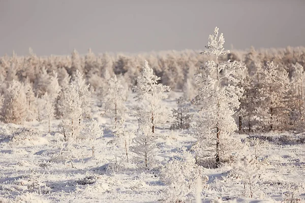 Hiver Forêt Paysage Couvert Neige Décembre Noël Nature Blanc Fond — Photo