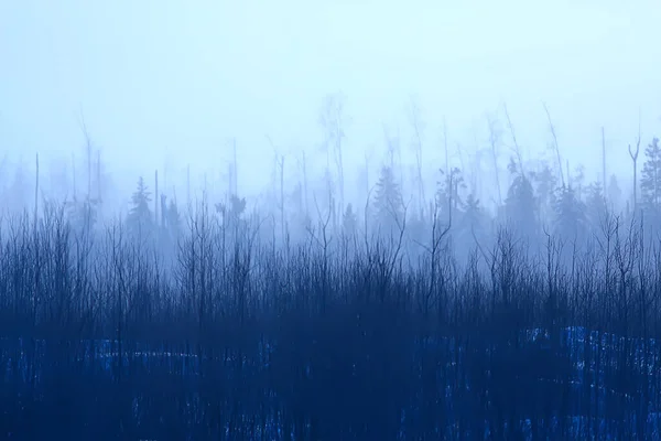 Winter Bos Landschap Bedekt Met Sneeuw December Kerst Natuur Witte — Stockfoto