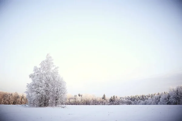 Paisaje Bosque Invierno Estacional Hermosa Vista Bosque Nevado Diciembre Naturaleza — Foto de Stock