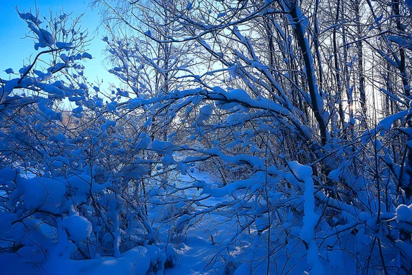 Зимний Лесной Пейзаж Покрытый Снегом Декабрь Рождество Природа Белый Фон — стоковое фото