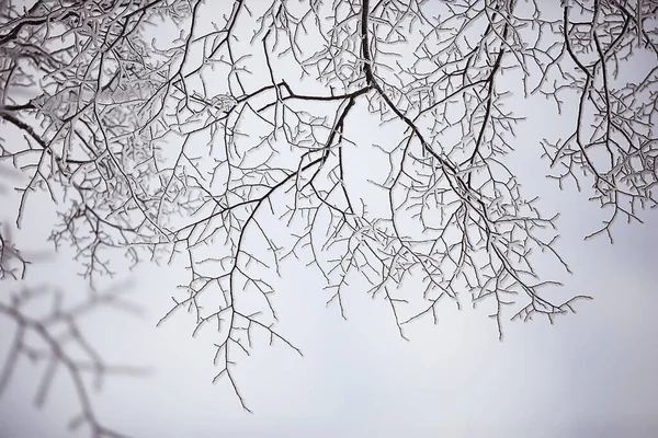 Ramos Cobertos Com Fundo Geada Paisagem Abstrata Neve Inverno Natureza — Fotografia de Stock