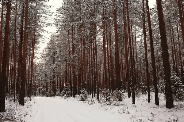 Krajobraz Zimowy Las Sezonowy Piękny Widok Zaśnieżonym Lesie Grudzień Natura — Zdjęcie stockowe