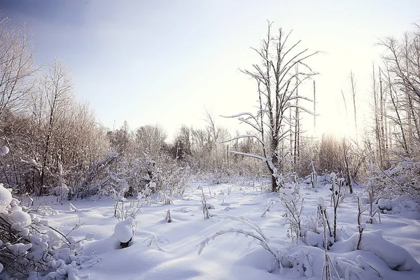 Hiver Forêt Paysage Couvert Neige Décembre Noël Nature Blanc Fond — Photo