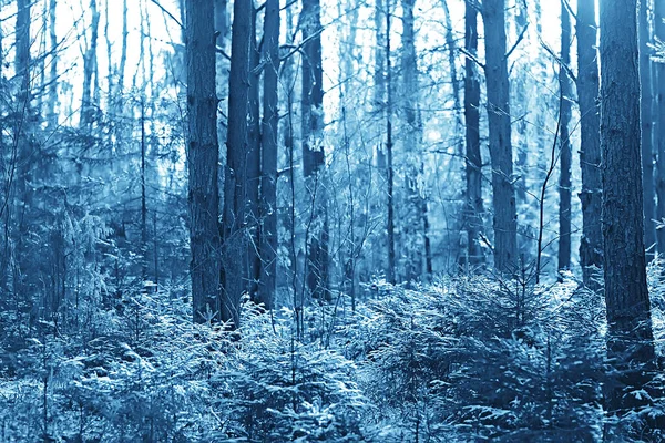 Kış orman manzarası karla kaplı, Aralık noeli doğa beyaz arka plan