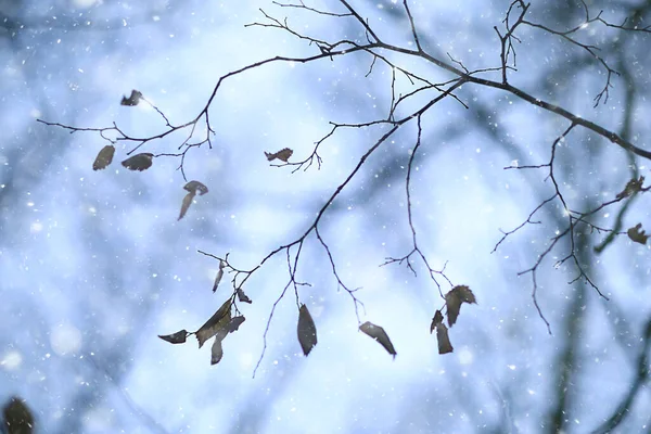 Flocos Neve Ramos Inverno Fundo Abstrato Feriado Ano Novo Neve — Fotografia de Stock