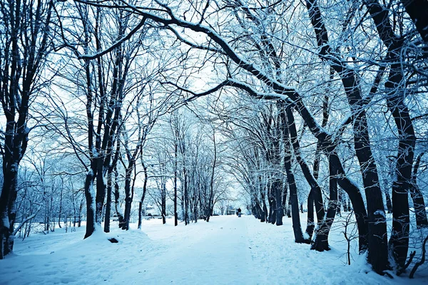 Landscape Winter Forest Seasonal Beautiful View Snowy Forest December Nature — Stock Photo, Image