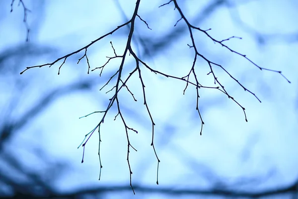 Branches Sans Feuilles Soir Automne Abstrait Fond Saisonnier Tristesse — Photo