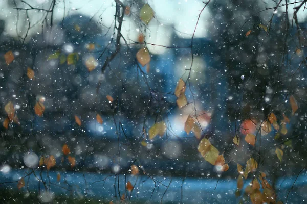 雪花枝条冬天抽象的背景 假日新年 寒冷的天气雪 — 图库照片