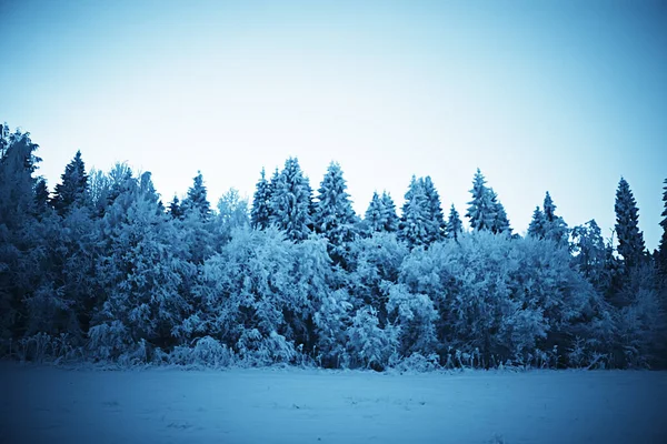 Paisagem Floresta Inverno Sazonal Bela Vista Floresta Nevada Dezembro Natureza — Fotografia de Stock