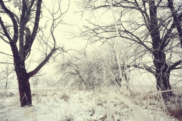 Kış orman manzarası karla kaplı, Aralık noeli doğa beyaz arka plan