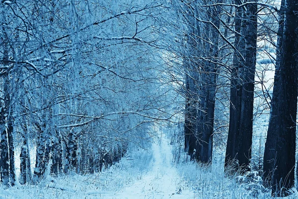 Winter Waldlandschaft Mit Schnee Bedeckt Dezember Weihnachten Natur Weißer Hintergrund — Stockfoto