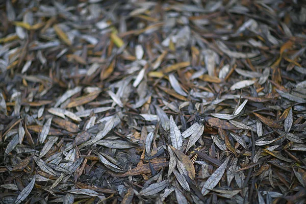 Fallna Blad Bakgrund Abstrakt Höst Oktober Tapet — Stockfoto