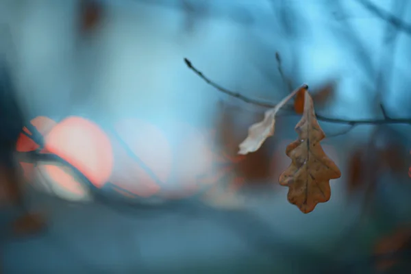 秋夜枝叶阴郁的背景 抽象的季节观念忧郁的压力 — 图库照片