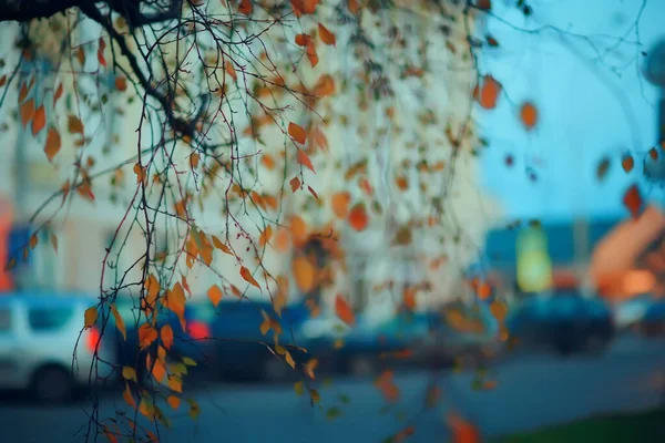 Otoño Tarde Ramas Fondo Sombrío Abstracto Concepto Estacional Tristeza Estrés —  Fotos de Stock