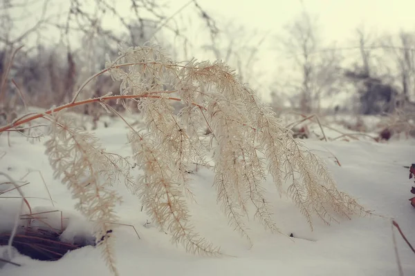 Paisagem Floresta Inverno Sazonal Bela Vista Floresta Nevada Dezembro Natureza — Fotografia de Stock