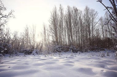 Kış orman manzarası karla kaplı, Aralık noeli doğa beyaz arka plan
