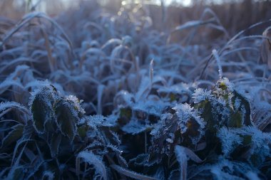 Toprak zemini ile kaplanmış dallar, soyut manzara kar, kış soğuğu.