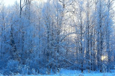 Kış orman manzarası karla kaplı, Aralık noeli doğa beyaz arka plan
