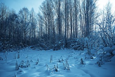 Kış orman manzarası karla kaplı, Aralık noeli doğa beyaz arka plan