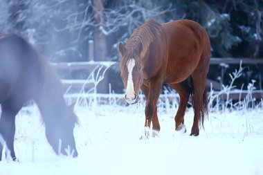 Kış tarlalarındaki atlar kışın donarak, çiftlikte noel tatilleri...