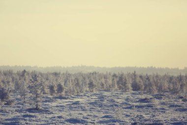 Kış orman manzarası karla kaplı, Aralık noeli doğa beyaz arka plan