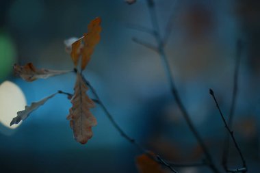 Sonbahar akşamı dalları kasvetli arka plan, soyut mevsimsel kavram hüznü vurgular