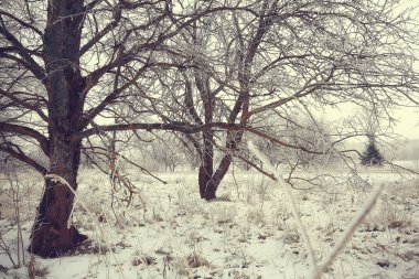 Kış orman manzarası karla kaplı, Aralık noeli doğa beyaz arka plan