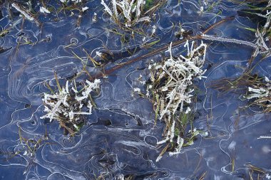 Toprak zemini ile kaplanmış dallar, soyut manzara kar, kış soğuğu.