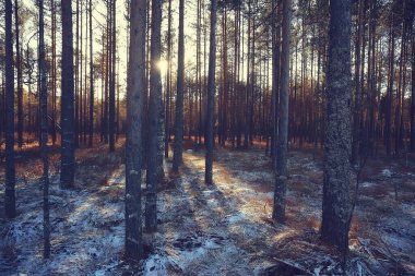 manzara kış ormanı, mevsimlik güzel manzara karlı orman aralık doğa