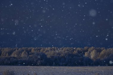 Kış orman manzarası karla kaplı, Aralık noeli doğa beyaz arka plan