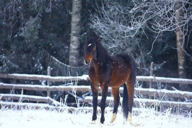 Kış tarlalarındaki atlar kışın donarak, çiftlikte noel tatilleri...