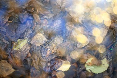 Sonbahar soyut bokeh arkaplanı, yeni parlak Ekim bulanık