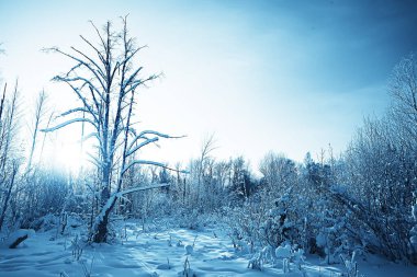 Kış orman manzarası karla kaplı, Aralık noeli doğa beyaz arka plan