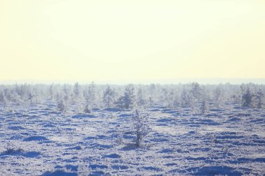 Kış orman manzarası karla kaplı, Aralık noeli doğa beyaz arka plan