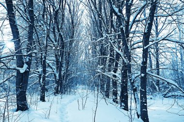 Kış orman manzarası karla kaplı, Aralık noeli doğa beyaz arka plan
