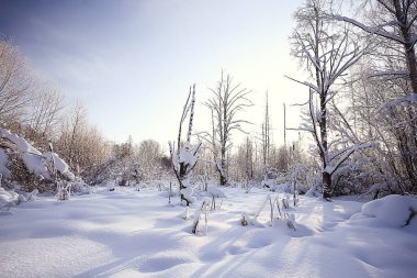 Kış orman manzarası karla kaplı, Aralık noeli doğa beyaz arka plan