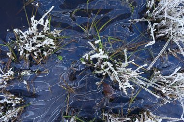 Toprak zemini ile kaplanmış dallar, soyut manzara kar, kış soğuğu.