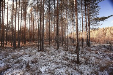 Kış orman manzarası karla kaplı, Aralık noeli doğa beyaz arka plan