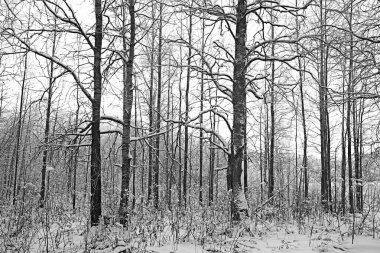 Kış orman manzarası karla kaplı, Aralık noeli doğa beyaz arka plan