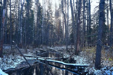Kış orman manzarası karla kaplı, Aralık noeli doğa beyaz arka plan