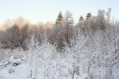 Kış orman manzarası karla kaplı, Aralık noeli doğa beyaz arka plan