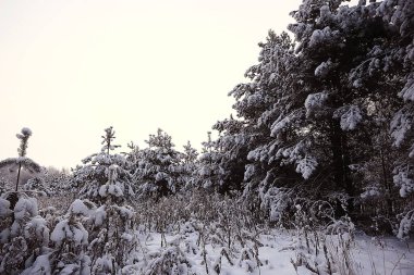 Kış orman manzarası karla kaplı, Aralık noeli doğa beyaz arka plan