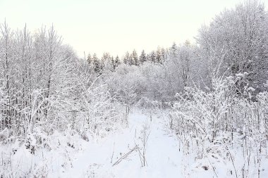 Kış orman manzarası karla kaplı, Aralık noeli doğa beyaz arka plan