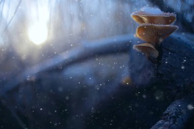 Kardaki mantarlar, kış manzarası, Aralık ormanındaki manzara.