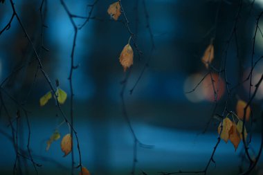 Sonbahar akşamı dalları kasvetli arka plan, soyut mevsimsel kavram hüznü vurgular