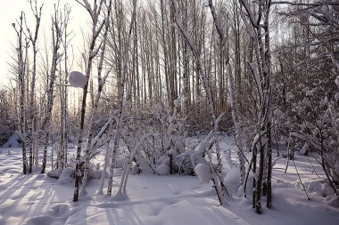 Kış orman manzarası karla kaplı, Aralık noeli doğa beyaz arka plan